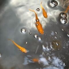 【好評中♪まだストックあり】メダカ 紅帝 若魚11匹　おまけPS...
