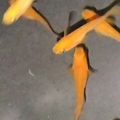 メダカ 鬼赤紅帝の子孫 若魚10匹の画像