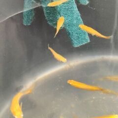 メダカ 鬼赤紅帝の子孫 若魚10匹の画像