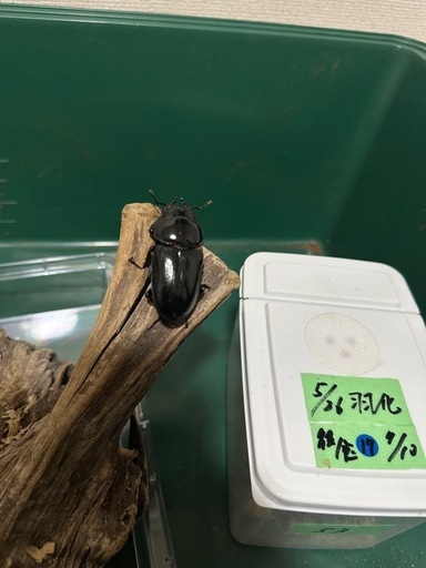 国産オオクワガタ　能勢産　SR血統　♂83mm ♀53mm