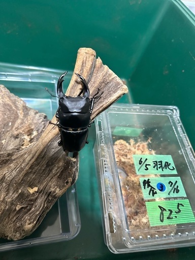 国産オオクワガタ　能勢産　SR血統   ♂82.5mm ♀53mm