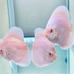ディスカス　ルビーインプラチナ　3匹の画像