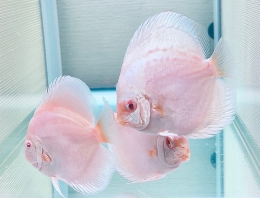 ディスカス　ルビーインプラチナ　3匹