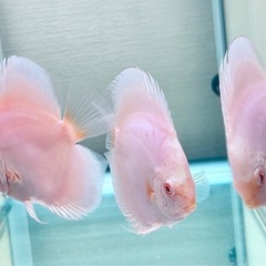 ディスカス　ルビーインプラチナ　3匹の画像
