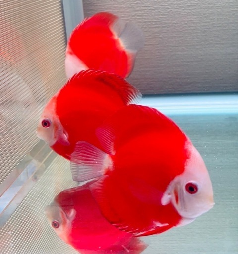 ディスカス　スーパーレッドメロン　3匹