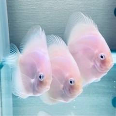 ディスカス　ホワイトダイヤモンド　3匹の画像