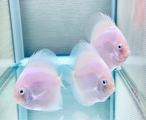 ディスカス　ホワイトダイヤモンド　3匹