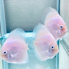 ディスカス　ホワイトダイヤモンド　3匹