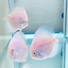 ディスカス　ホワイトダイヤモンド　3匹の画像