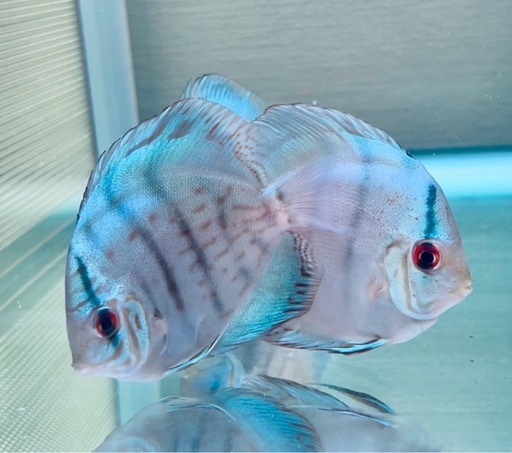 ディスカス　ブルーコバルト3匹