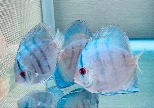 ディスカス　ブルーコバルト3匹