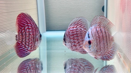 ディスカス　レッドターコイズ　3匹