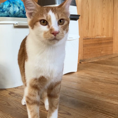 【動画あり】元気炸裂！心身共に健康優良児なドンくん。猫ともニンゲ...