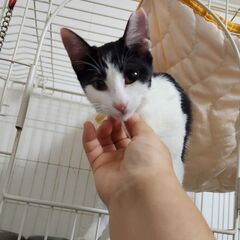 9月中で里親募集やめます。だれでも大丈夫なのになぜか？ご縁に恵ま...