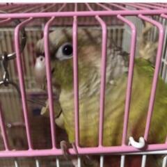 アレルギーが出てしまうので、家族として見てくれる人🥺
