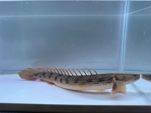 ポリプテルス