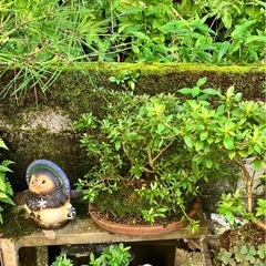 鉢植え