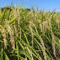 
令和6年新米　栃木県産コシヒカリ 30Kg 玄米