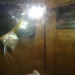 ★マーブルエンゼルフィッシュの画像