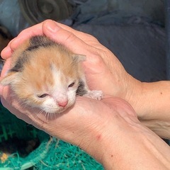 家の近くで野良猫が産んでました🐈