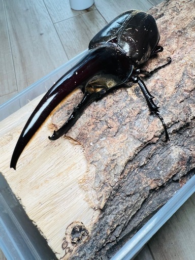 極太血統　ヘラクレスオオカブト　ギラファ