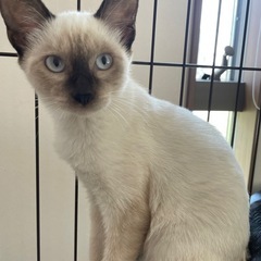 シャムMIXとても綺麗な男の子キキくん - 阪南市