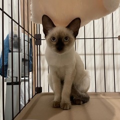 シャムMIXとても綺麗な男の子キキくん - 猫
