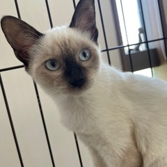 シャムMIXとても綺麗な男の子キキくん