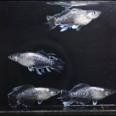 スペード黒タイプ針子 10匹