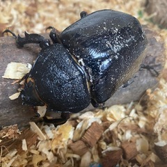 最終値引マルスゾウカブト♀単品