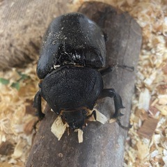 最終値引マルスゾウカブト♀単品の画像