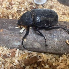 最終値引マルスゾウカブト♀単品の画像