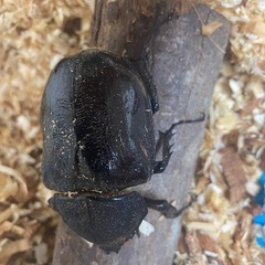 最終値引マルスゾウカブト♀単品の画像