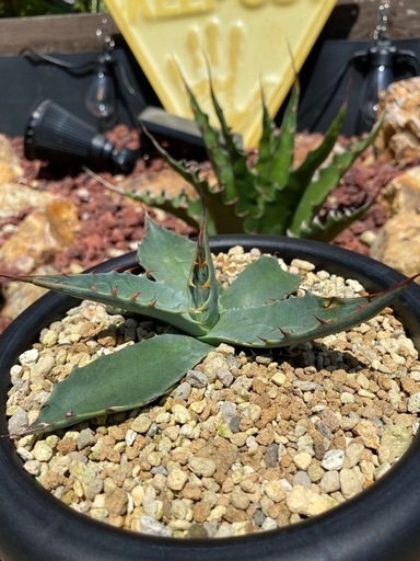 アガベ ジェントリージョーズ