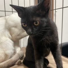 とっても綺麗な黒猫ジジちゃん3ヶ月 - 阪南市