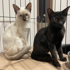 とっても綺麗な黒猫ジジちゃん3ヶ月 − 大阪府