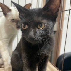 とっても綺麗な黒猫ジジちゃん3ヶ月 - 里親募集