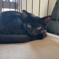 とっても綺麗な黒猫ジジちゃん3ヶ月 - 猫