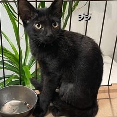 とっても綺麗な黒猫ジジちゃん3ヶ月
