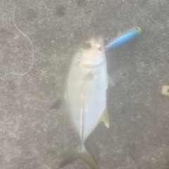 初めまして、釣り一緒にするメンバーを募集してます。一緒にしません...