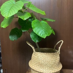 観葉植物　ウンベラータ