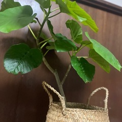 観葉植物　ウンベラータの画像