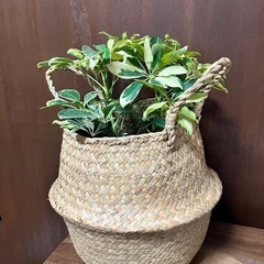 観葉植物　シェフレラ斑入りの画像