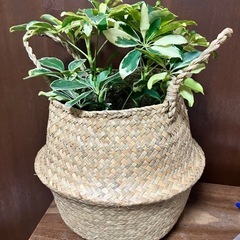 観葉植物　シェフレラ斑入りの画像