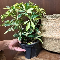 観葉植物　シェフレラ斑入りの画像