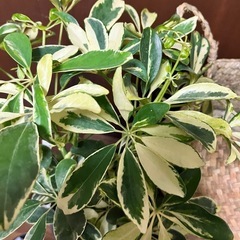 観葉植物　シェフレラ斑入りの画像