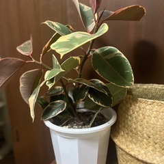 観葉植物　ゴムの木　ルビー