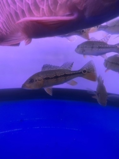 熱帯魚、大型魚、フォーゴ、ショート鯉、ダトニオ、プラチナエンドリ