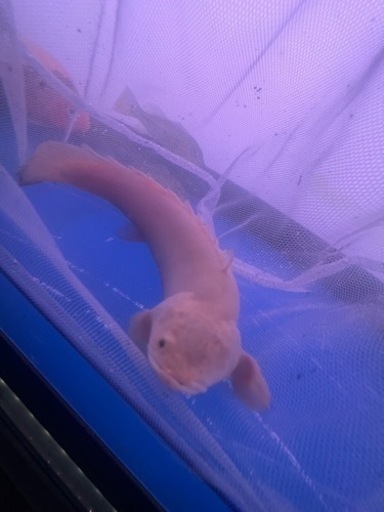 熱帯魚、大型魚、フォーゴ、ショート鯉、ダトニオ、プラチナエンドリ