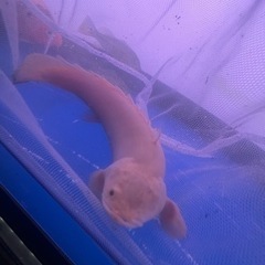 熱帯魚、大型魚、フォーゴ、ショート鯉、ダトニオ、プラチナエンドリ